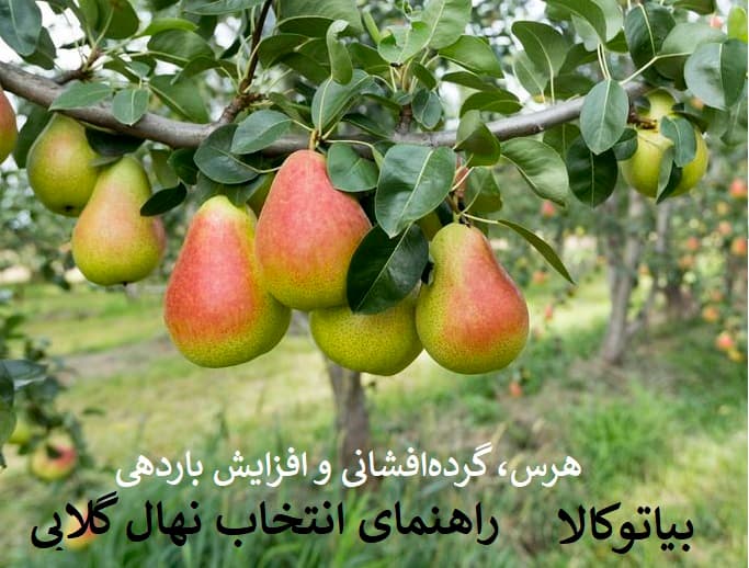 نهال انواع نژاد گلابی /نحوه هرس/باردهی
